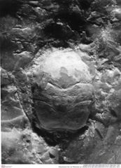 Historisches Foto von Pithonoton sp. (NHMW-AFW-GEO-BACHMAYER-FOTO-1990-0041-1601)